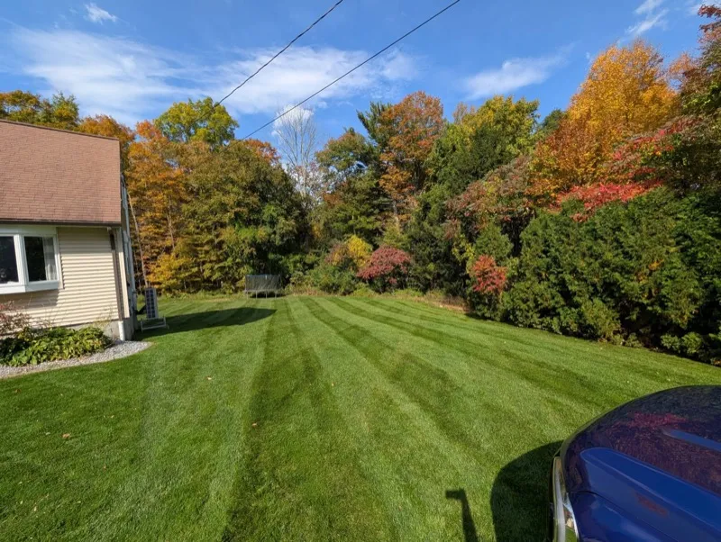 After: the same backyard mowed in clean stripes
