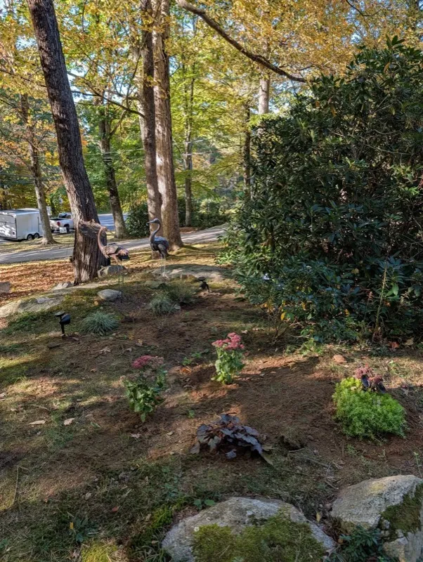 After: a cleaned and planted garden bed under the trees