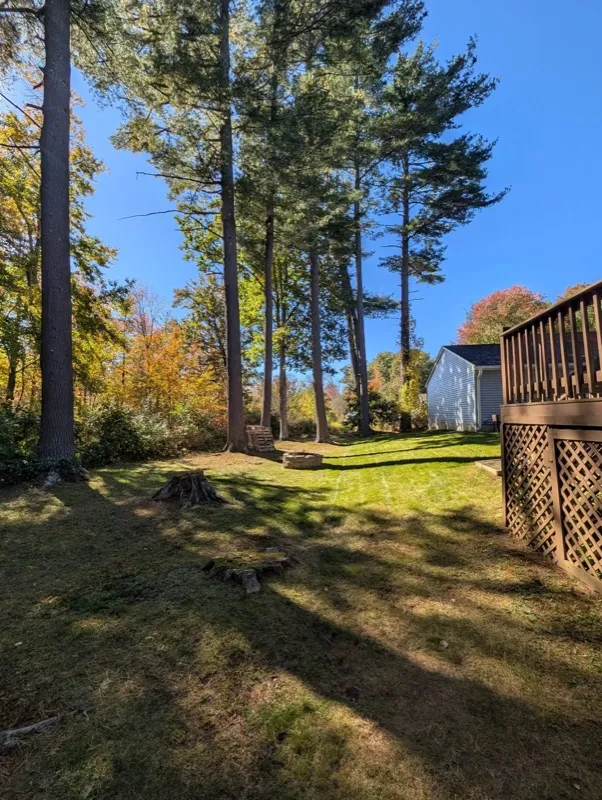 Backyard under tall pines, mowed and cleared