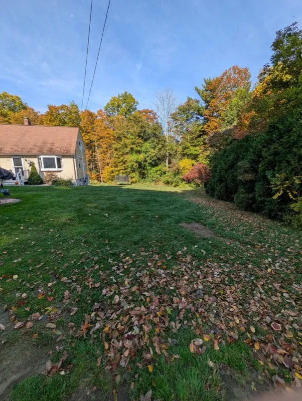 Before: backyard covered in fallen leaves