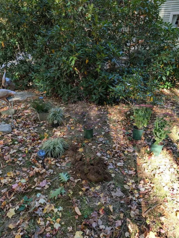 Before: a garden bed full of leaves with new plants waiting in pots